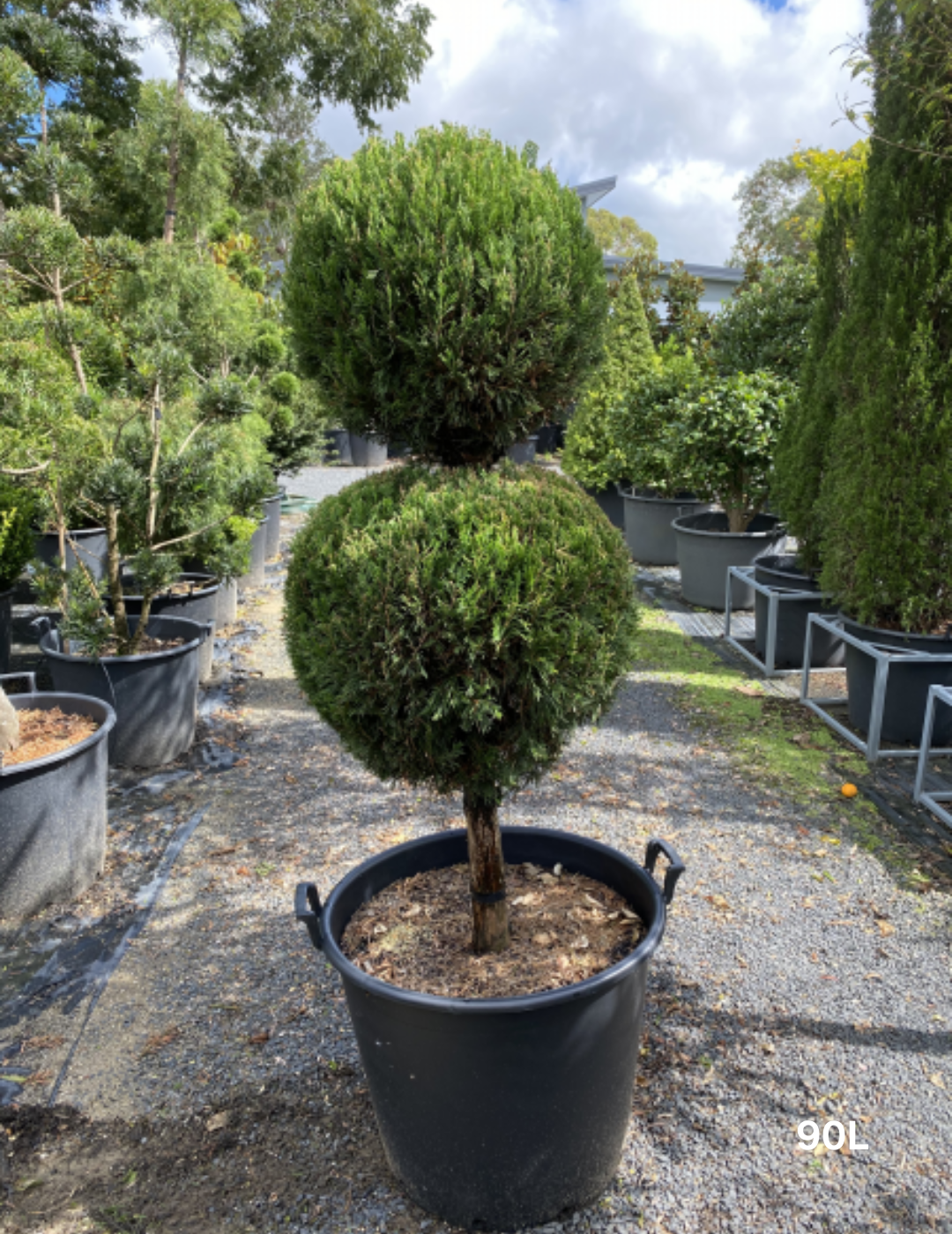 Juniperus Virginiana - View 31 from www redcrocus com
