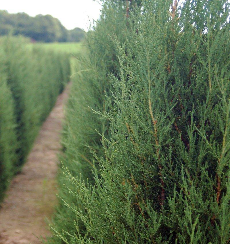 Juniperus Virginiana - View 33 from www redcrocus com