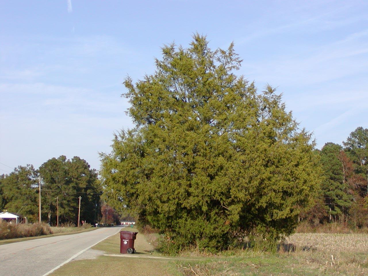Juniperus Virginiana - View 34 from www redcrocus com