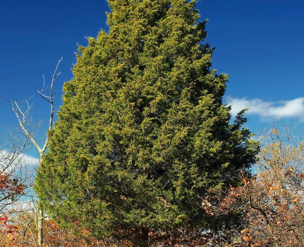 Juniperus Virginiana - View 35 from www redcrocus com
