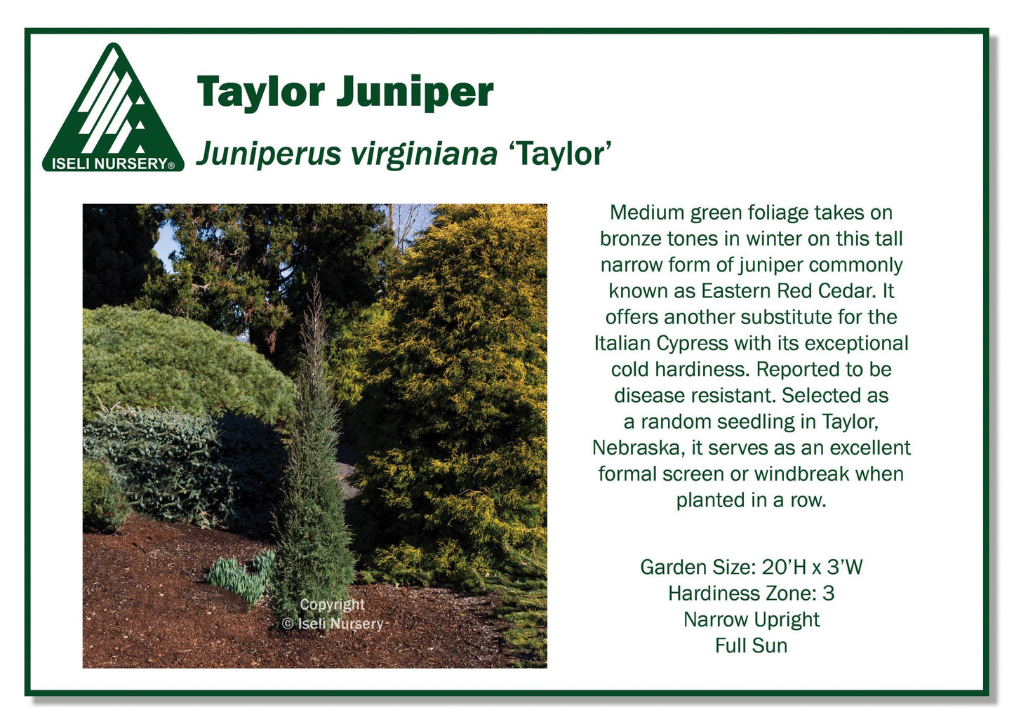 Juniperus Virginiana - View 5 from www redcrocus com