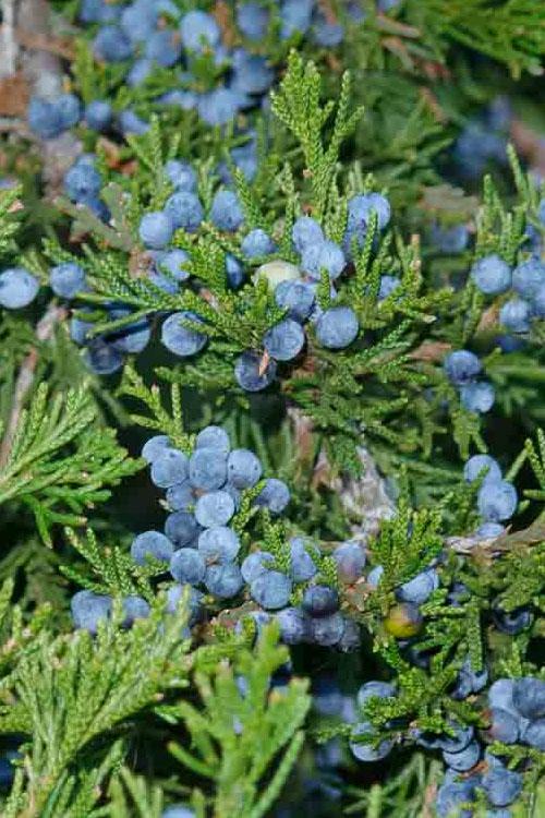 Juniperus Virginiana Brodie - View 16 from www redcrocus com