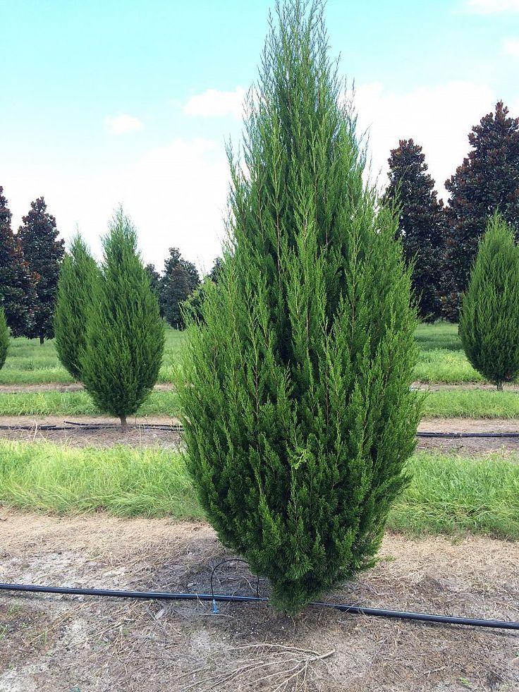 Juniperus Virginiana Brodie - View 2 from www redcrocus com