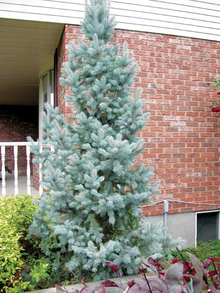 Picea Pungens 'iseli Fastigiata' - View 9 from www redcrocus com