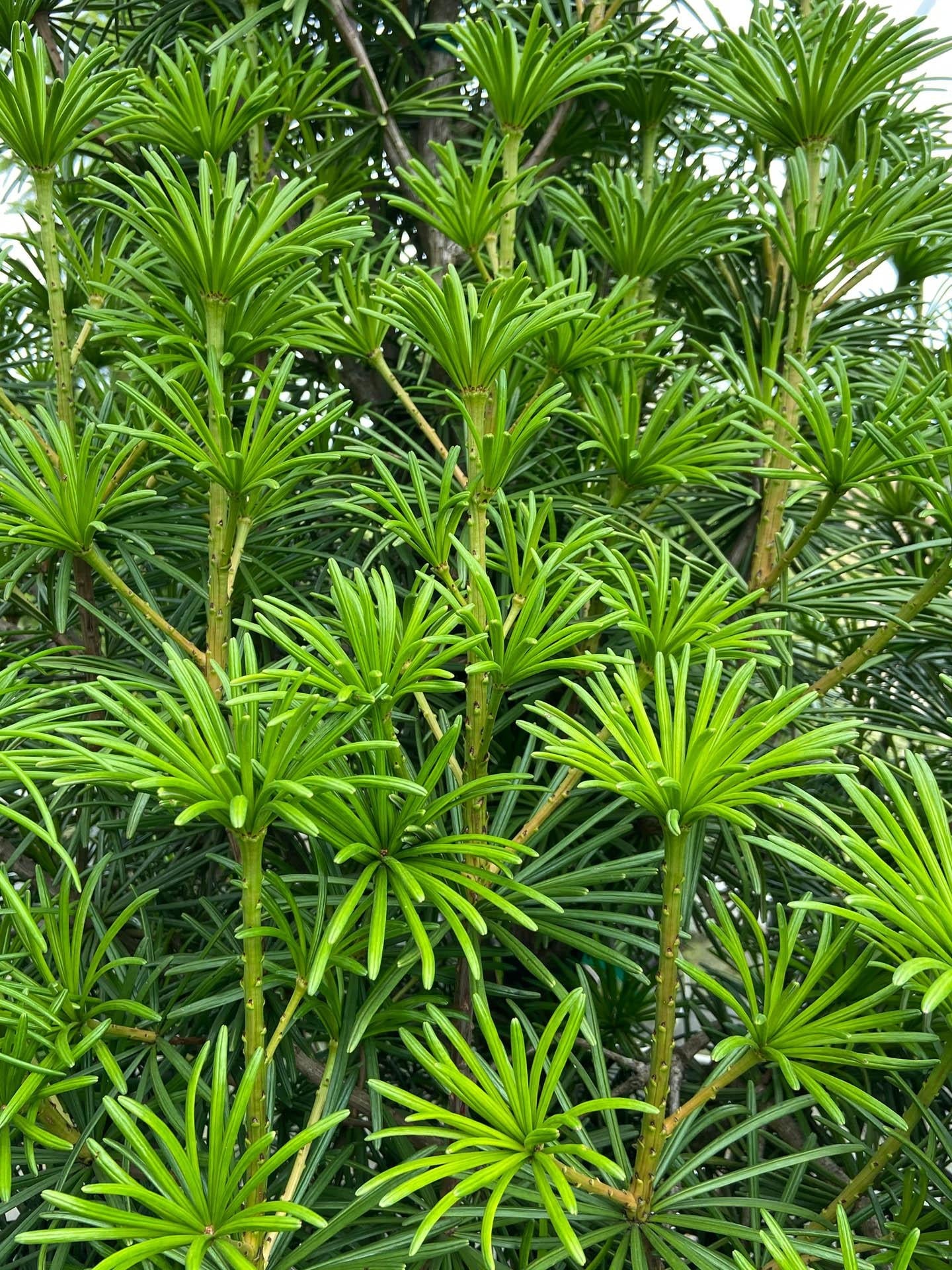 Sciadopitys Verticillata - View 3 from www redcrocus com