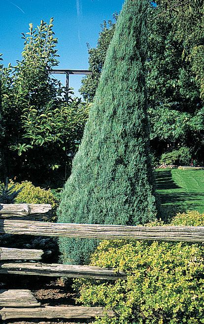 Juniperus Chinensis Mountbatten - View 12 from www redcrocus com