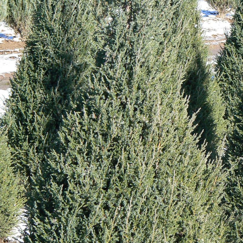 Juniperus Chinensis Mountbatten - View 13 from www redcrocus com