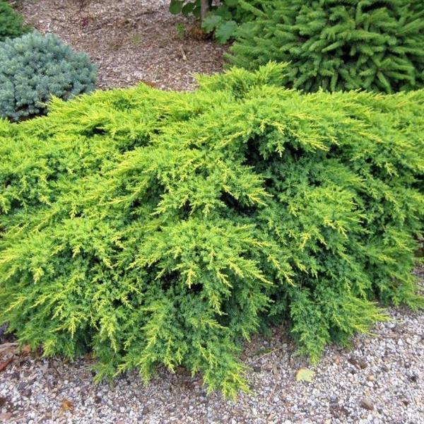 Juniperus Chinensis Mountbatten - View 14 from www redcrocus com