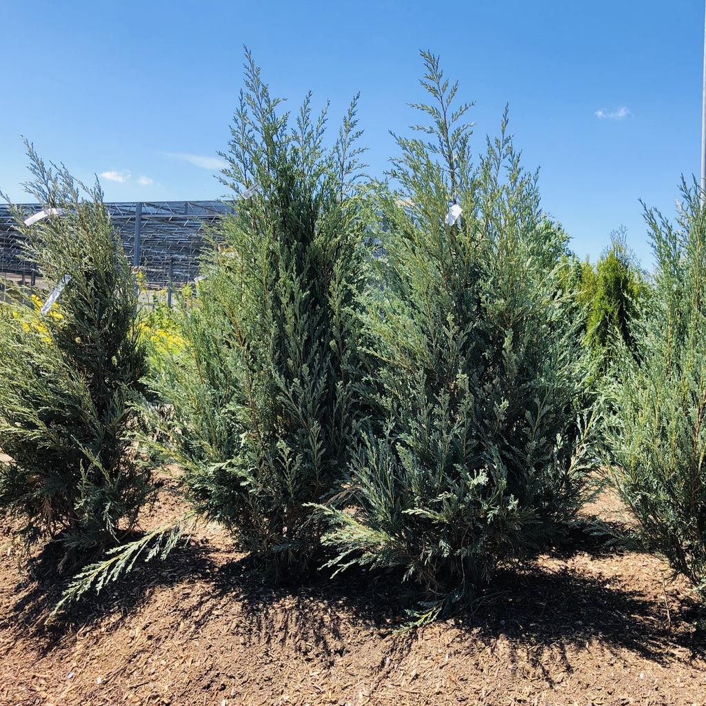 Juniperus Chinensis Mountbatten - View 15 from www redcrocus com