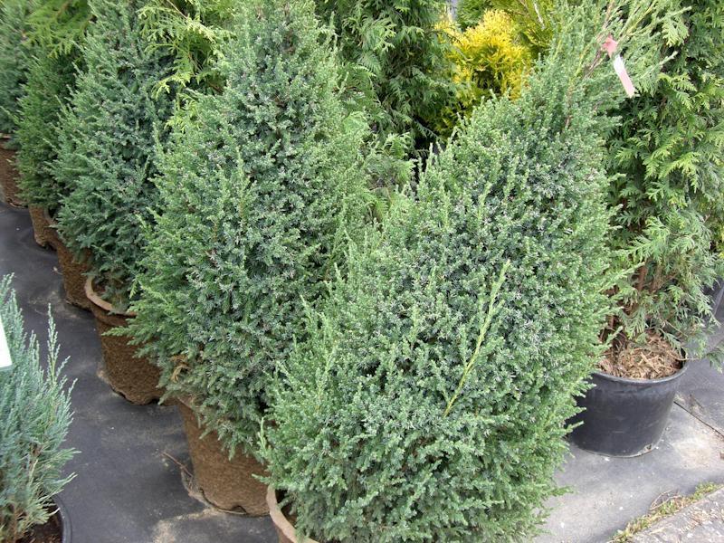 Juniperus Chinensis Mountbatten - View 16 from www redcrocus com