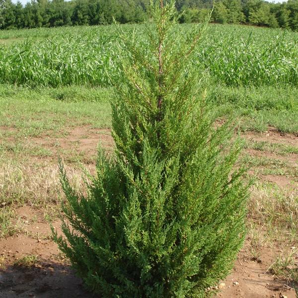 Juniperus Chinensis Mountbatten - View 17 from www redcrocus com