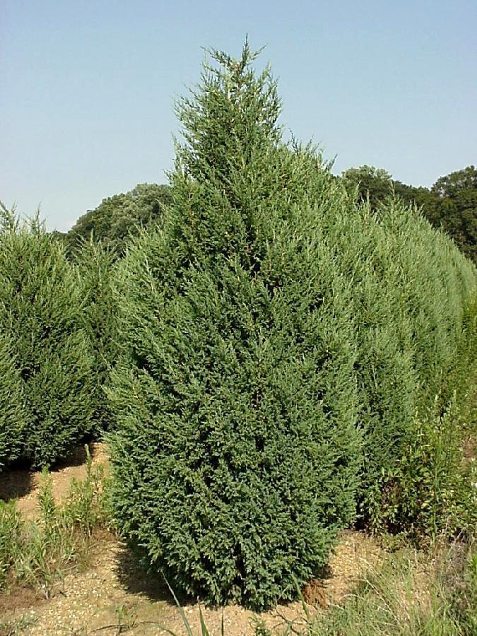 Juniperus Chinensis Mountbatten - View 2 from www redcrocus com