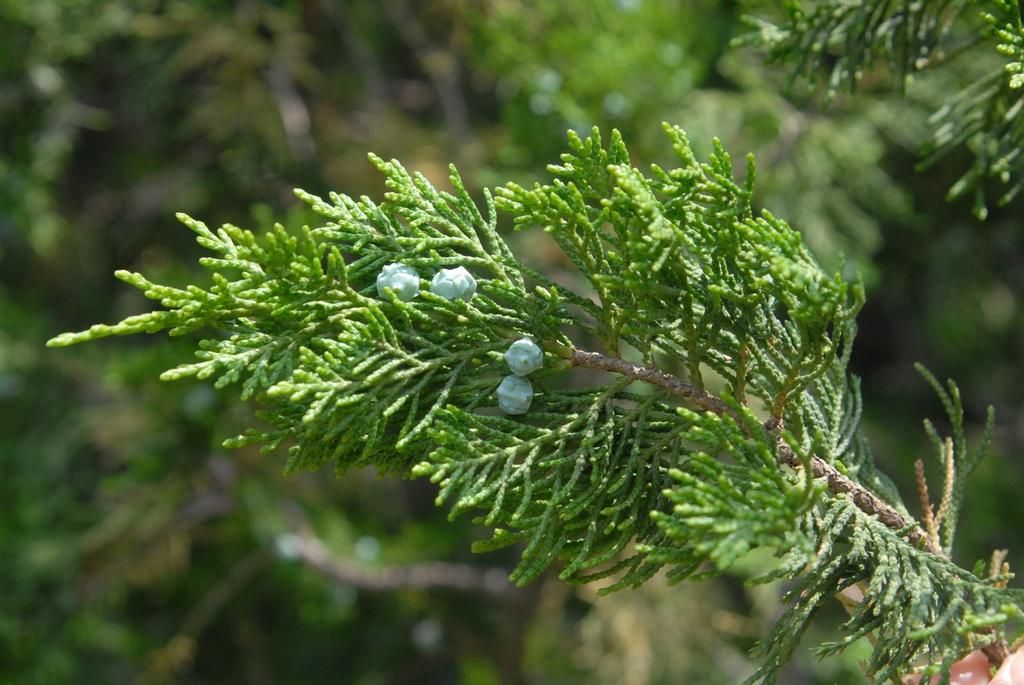 Juniperus Chinensis Mountbatten - View 4 from www redcrocus com