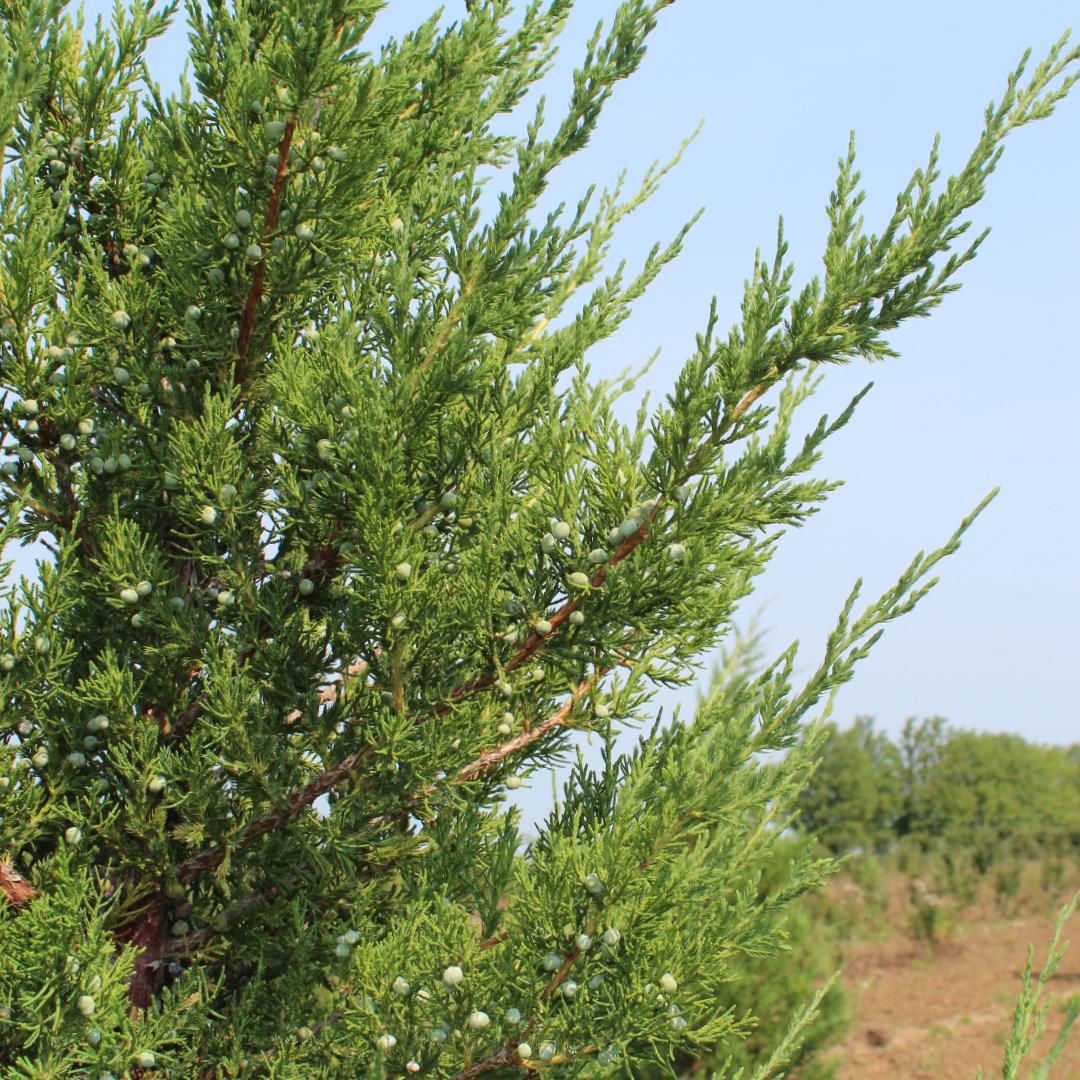 Juniperus Chinensis Mountbatten - View 5 from www redcrocus com