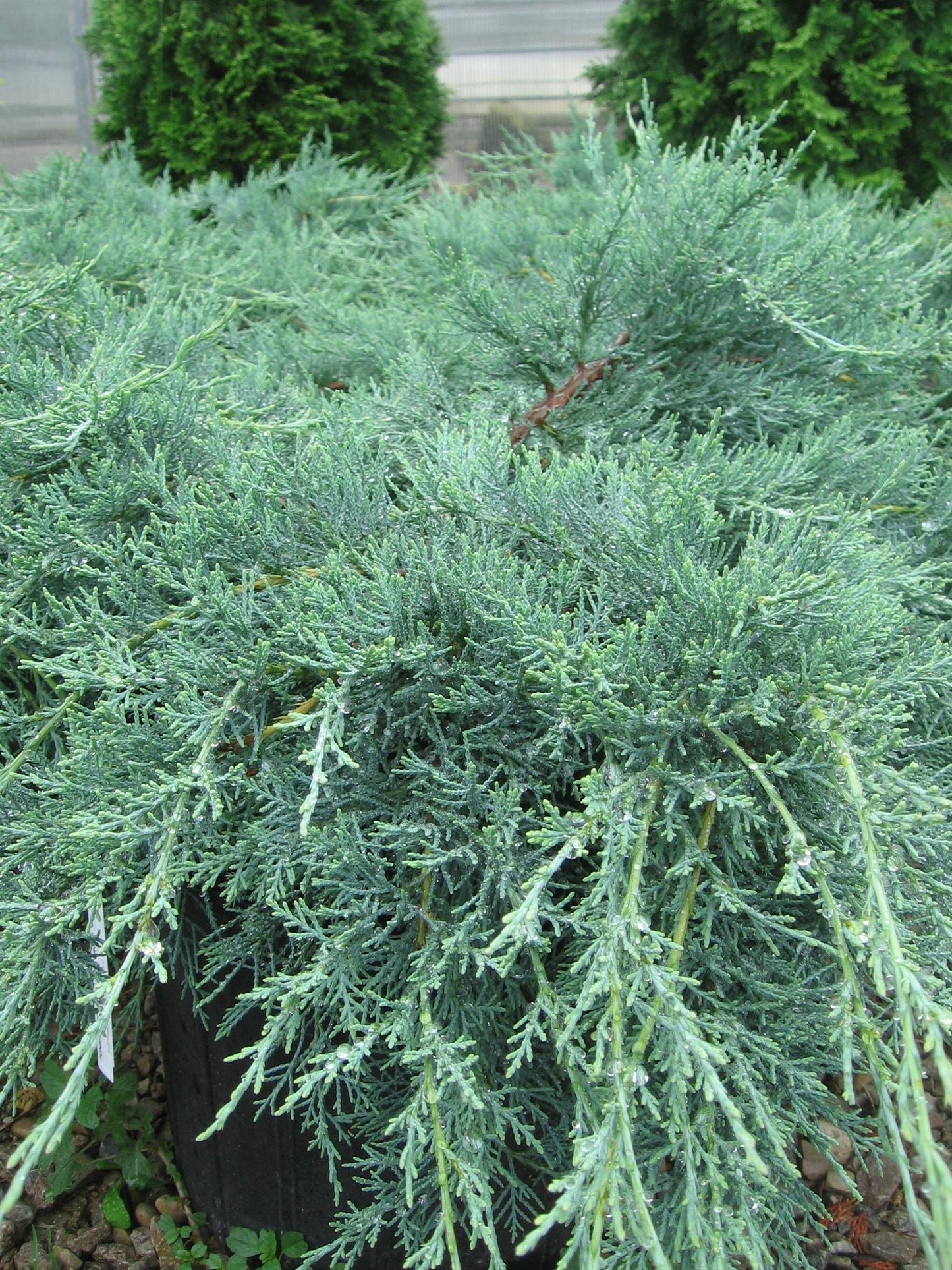 Juniperus Chinensis Mountbatten - View 6 from www redcrocus com