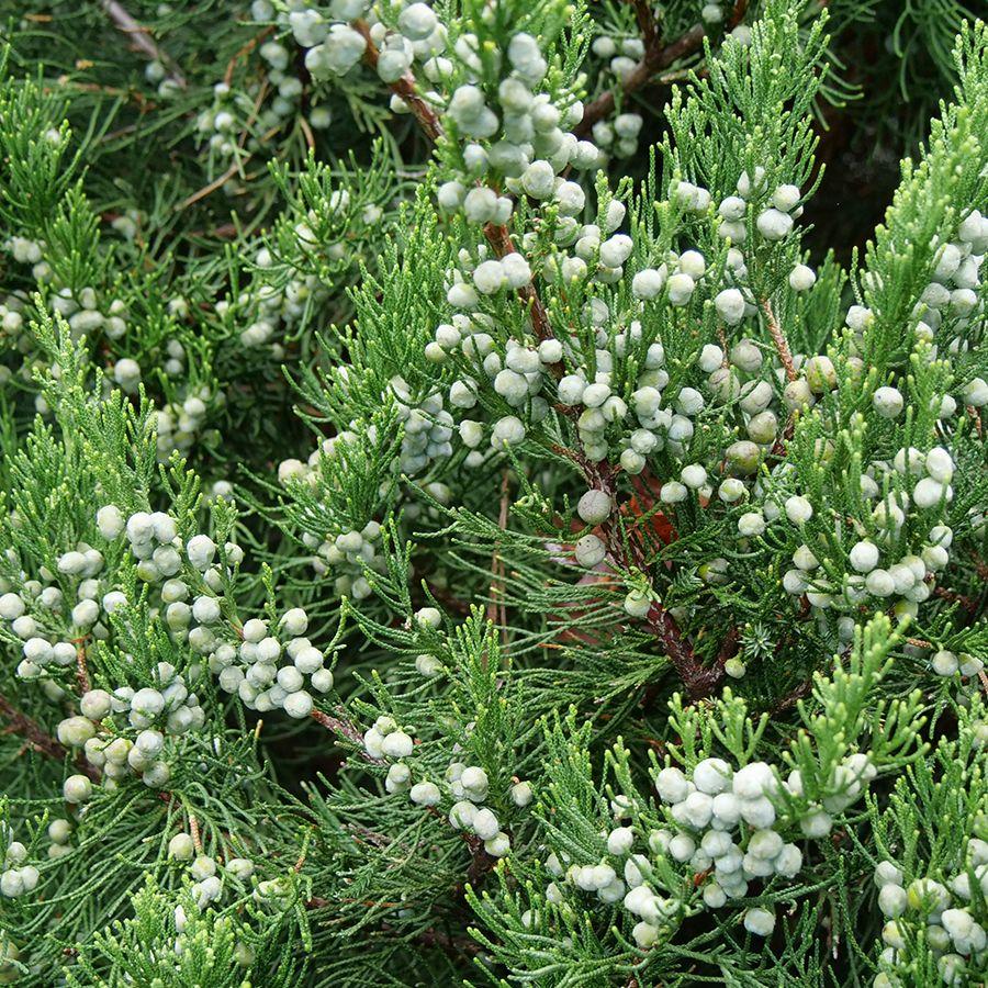 Juniperus Chinensis Mountbatten - View 8 from www redcrocus com