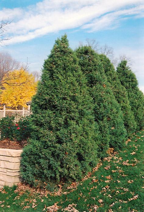 Juniperus Chinensis Mountbatten - View 9 from www redcrocus com