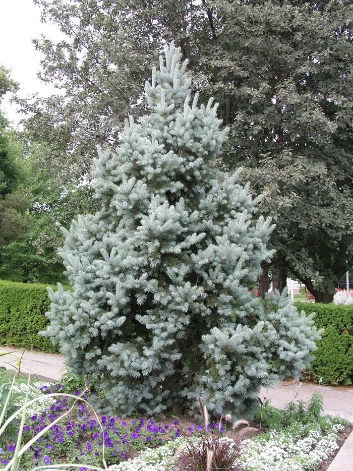 Picea Pungens Iseli Fastigiata - View 10 from www redcrocus com