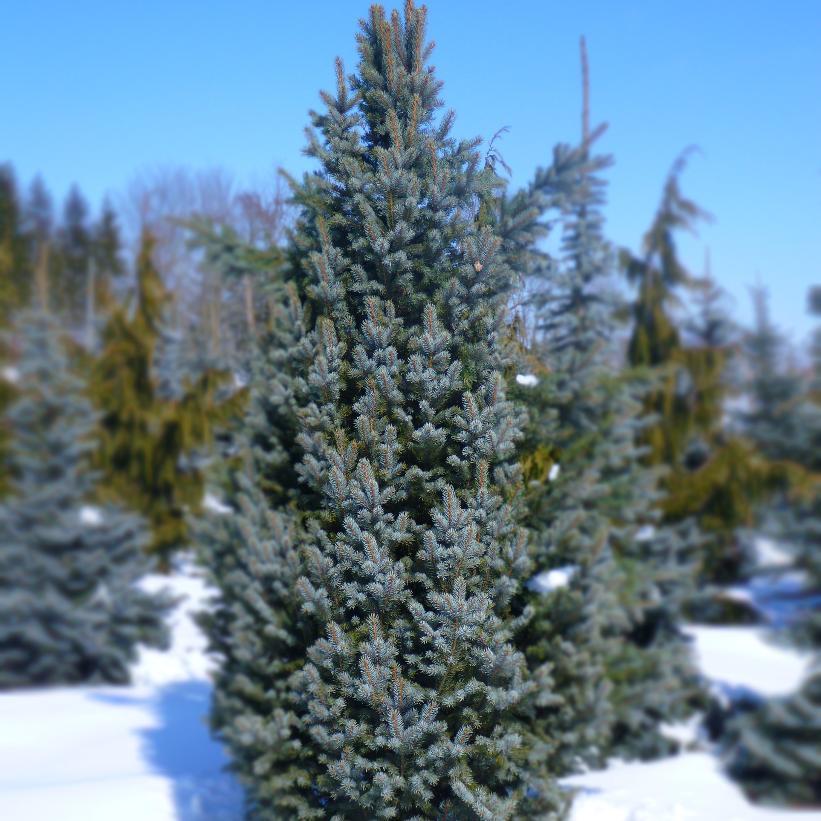 Picea Pungens Iseli Fastigiata - View 14 from www redcrocus com