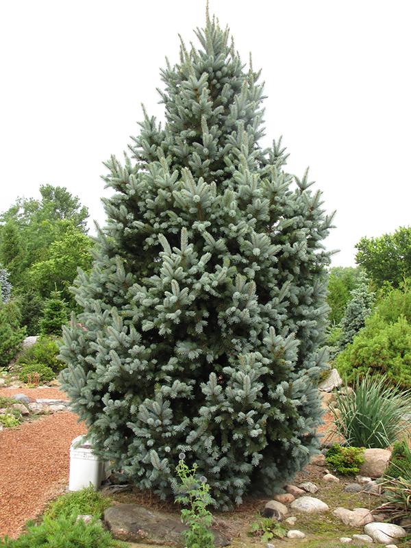 Picea Pungens Iseli Fastigiata - View 2 from www redcrocus com