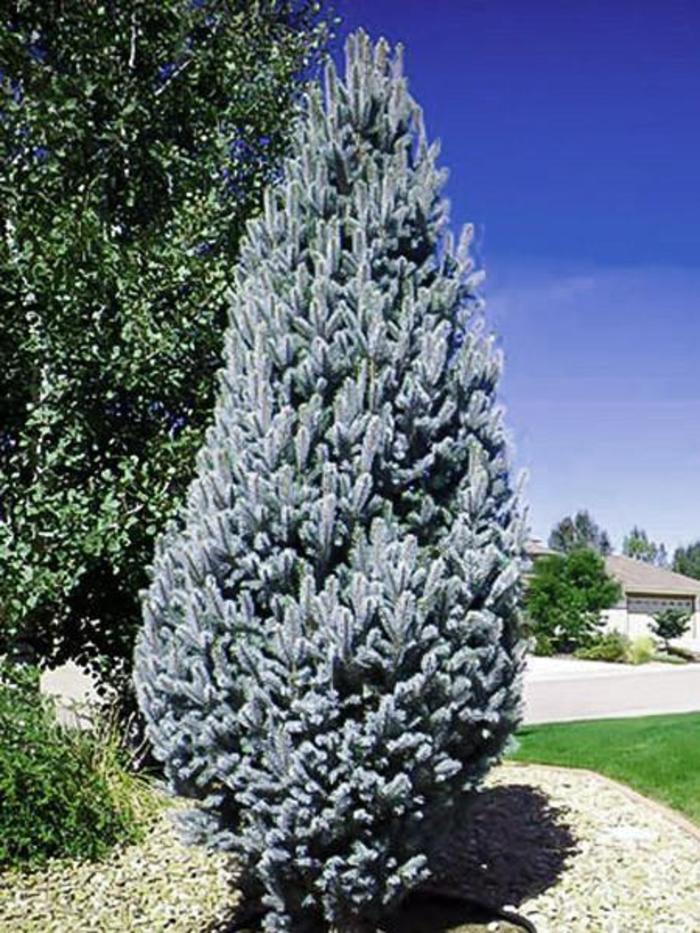 Picea Pungens Iseli Fastigiata - View 3 from www redcrocus com