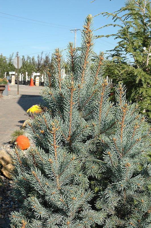 Picea Pungens Iseli Fastigiata - View 5 from www redcrocus com