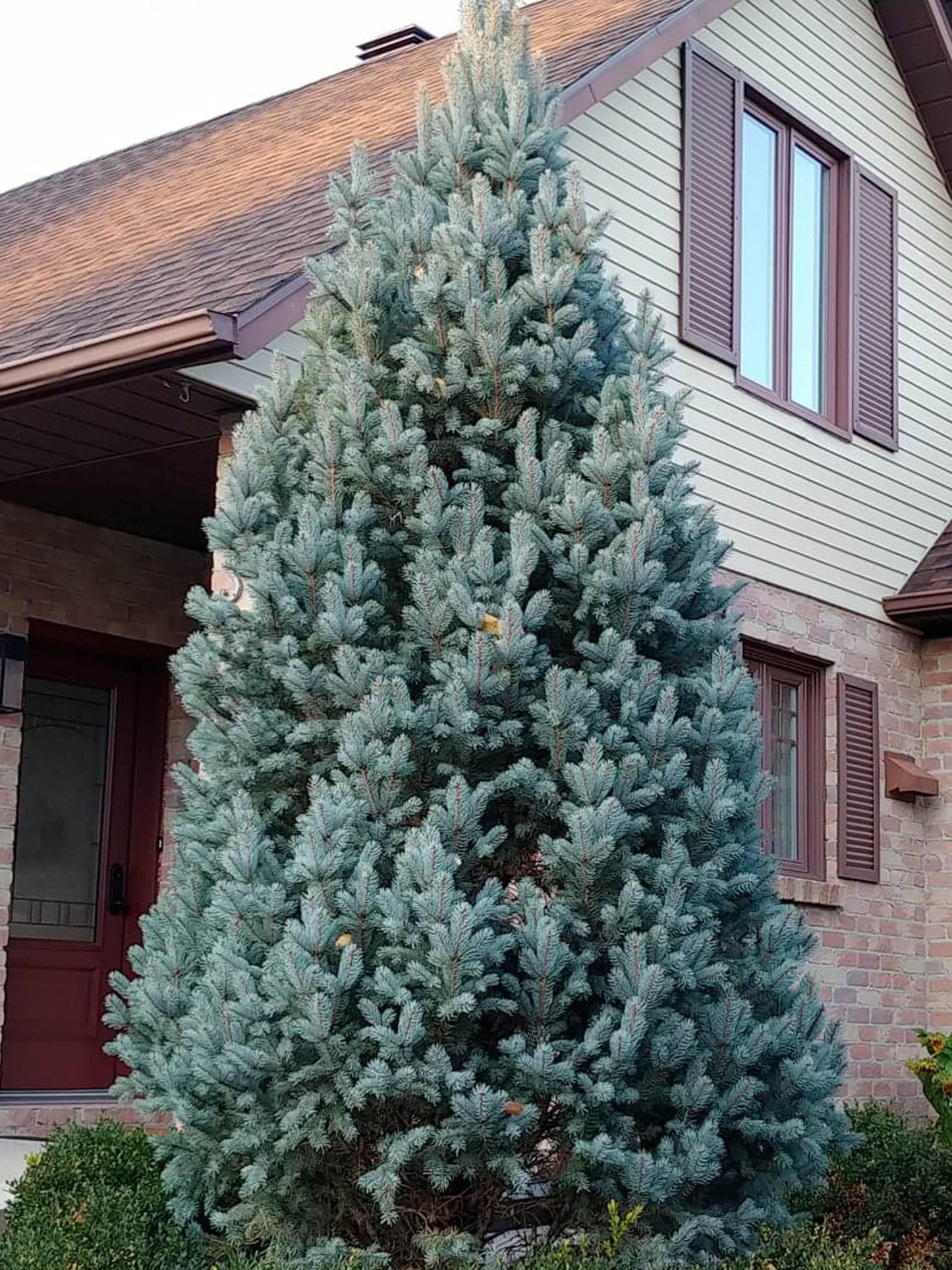 Picea Pungens Iseli Fastigiata - View 6 from www redcrocus com