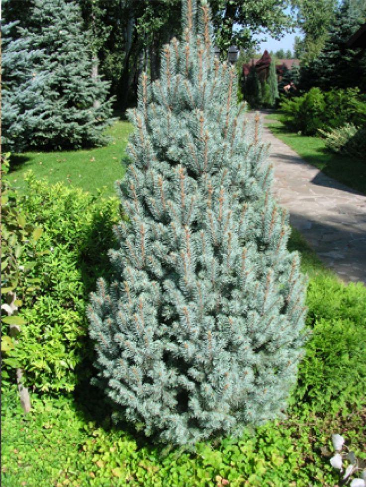 Picea Pungens Iseli Fastigiata - View 7 from www redcrocus com