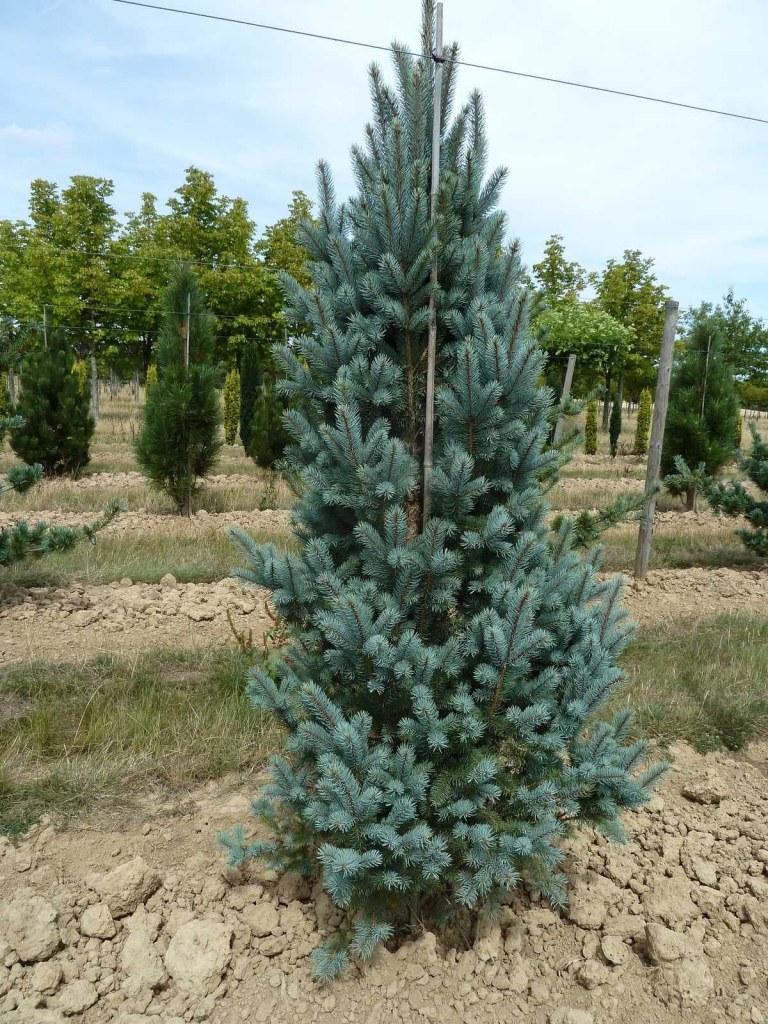 Picea Pungens Iseli Fastigiata - View 8 from www redcrocus com