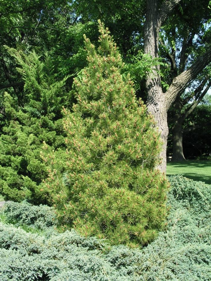 Pinus Bungeana - View 12 from www redcrocus com