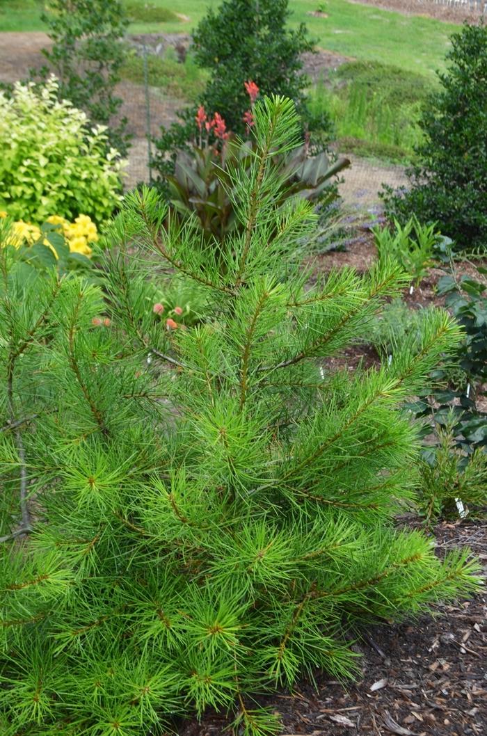 Pinus Bungeana - View 13 from www redcrocus com