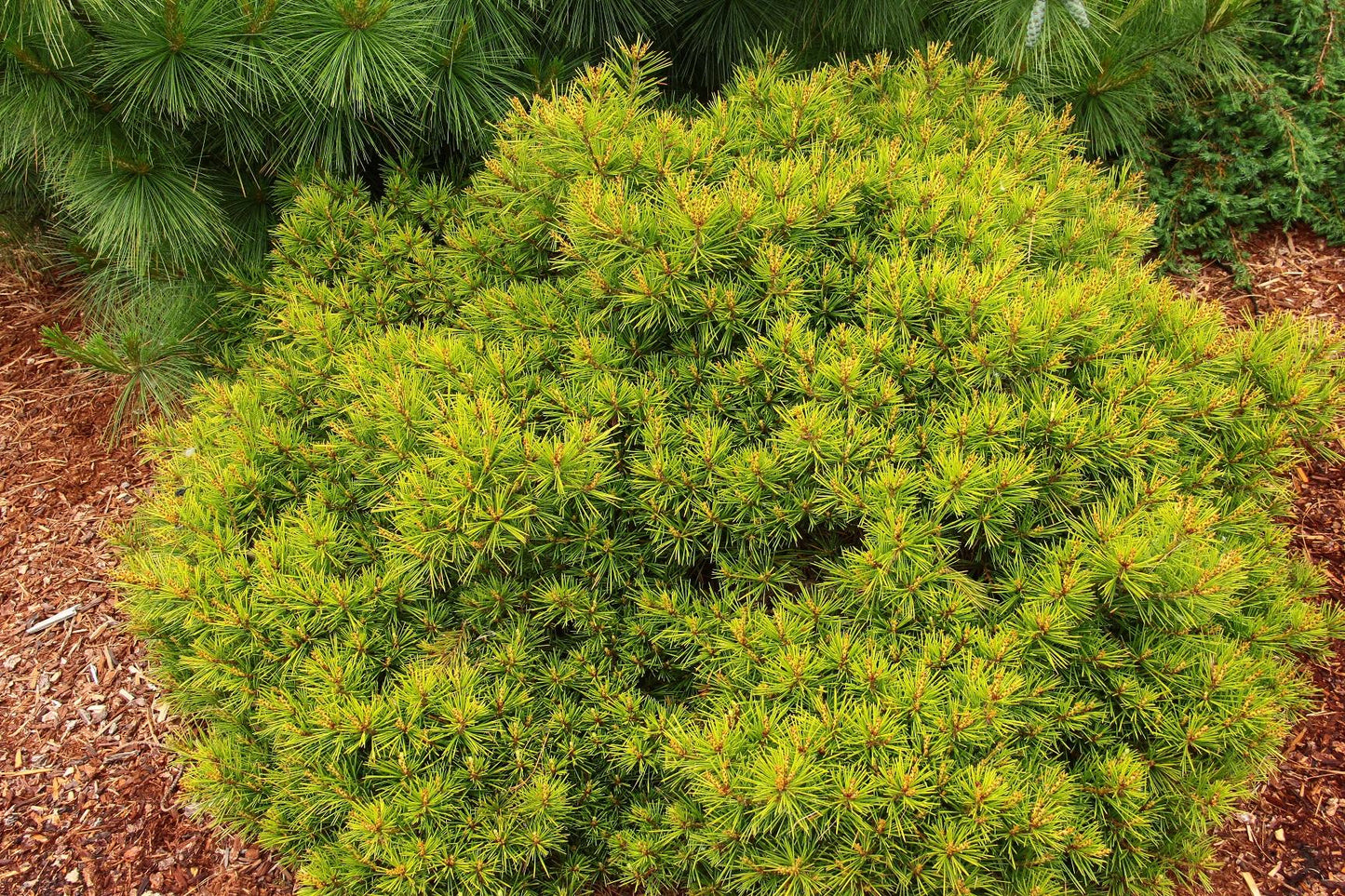 Pinus Bungeana - View 14 from www redcrocus com