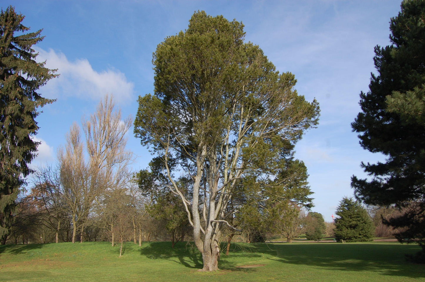 Pinus Bungeana - View 15 from www redcrocus com