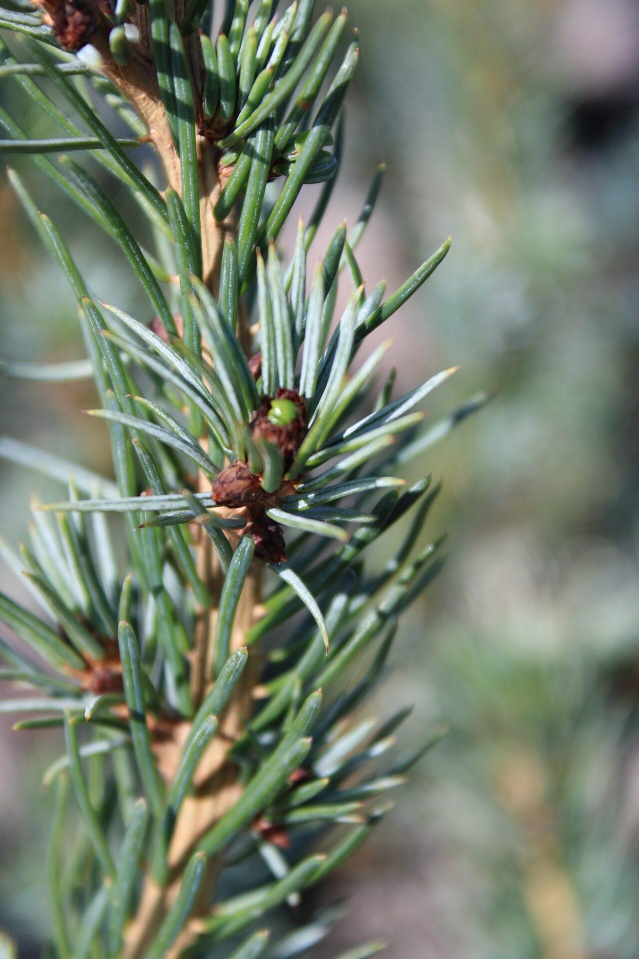 Pinus Bungeana - View 16 from www redcrocus com