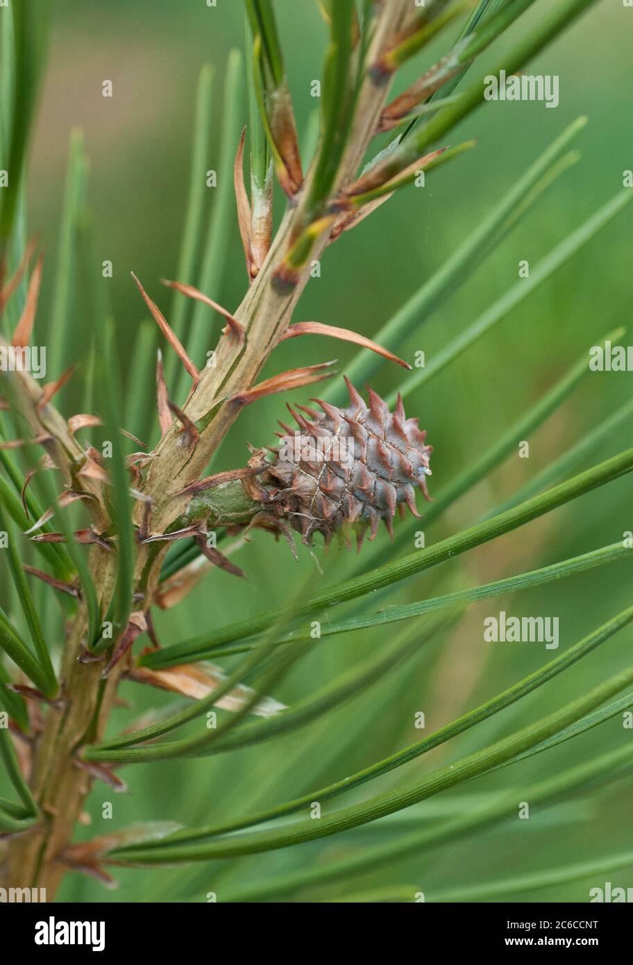 Pinus Bungeana - View 18 from www redcrocus com