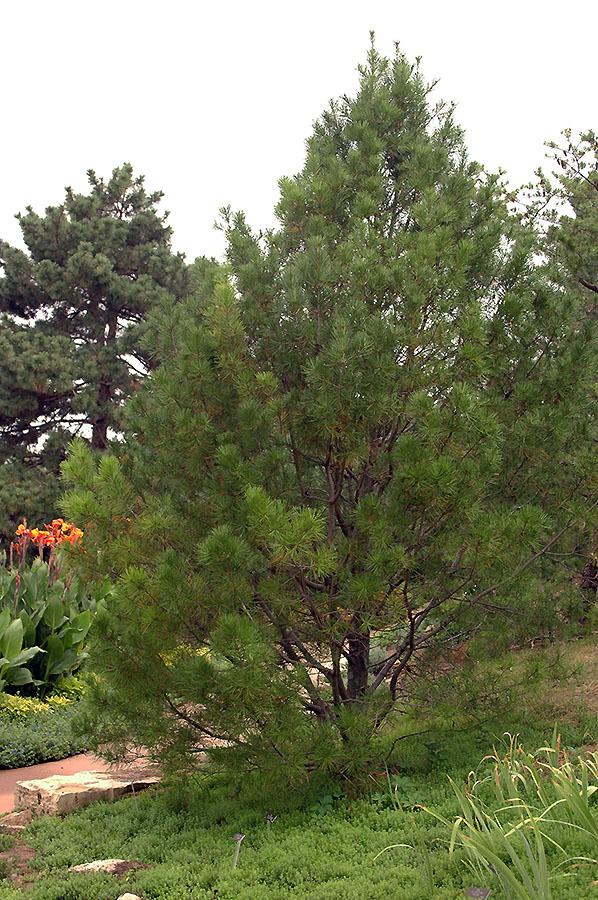 Pinus Bungeana - View 19 from www redcrocus com