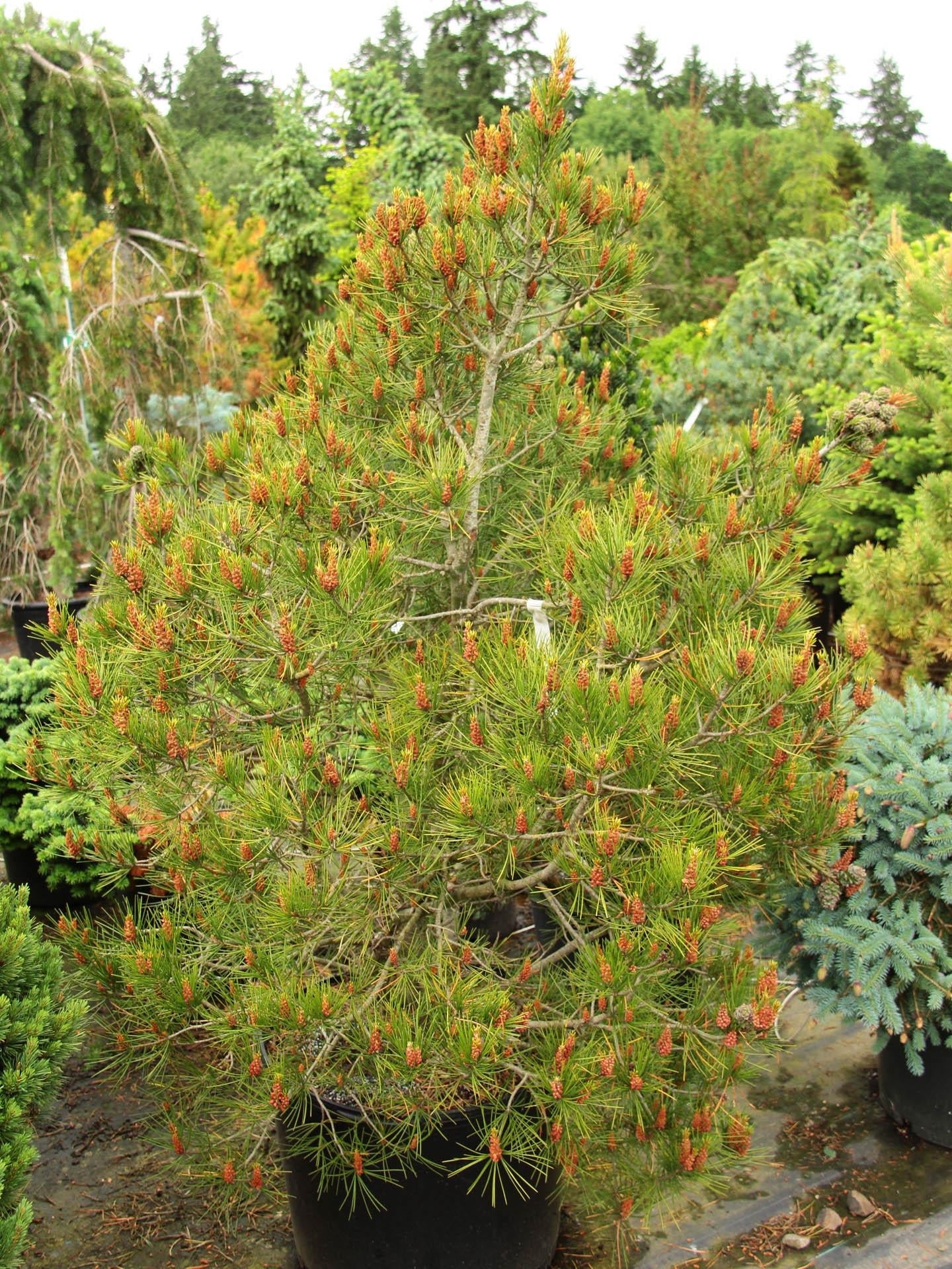 Pinus Bungeana - View 1 from www redcrocus com