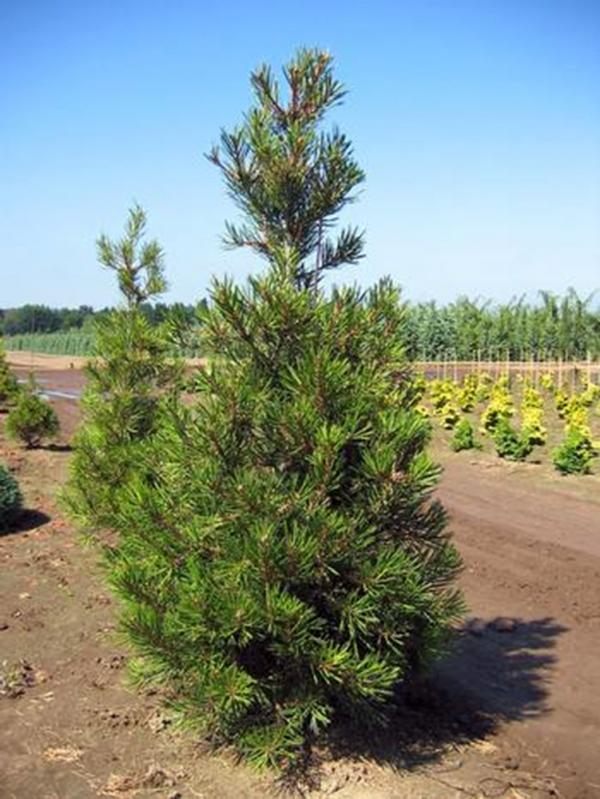 Pinus Bungeana - View 20 from www redcrocus com