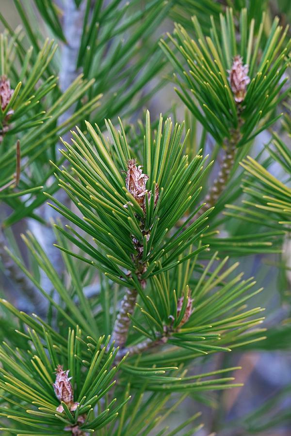 Pinus Bungeana - View 2 from www redcrocus com