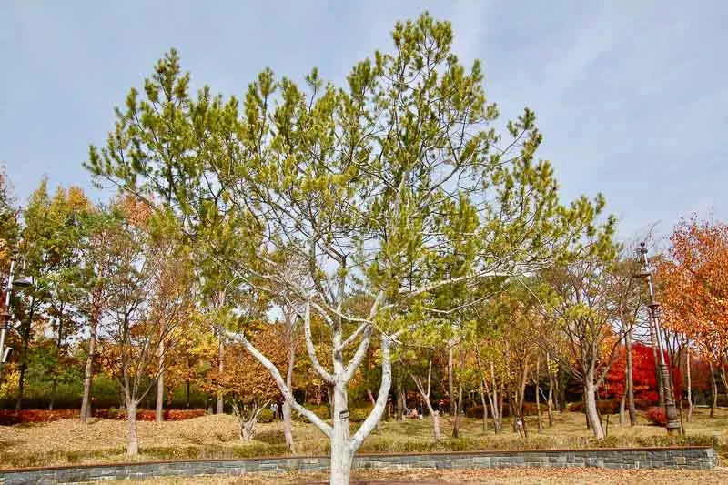 Pinus Bungeana - View 4 from www redcrocus com