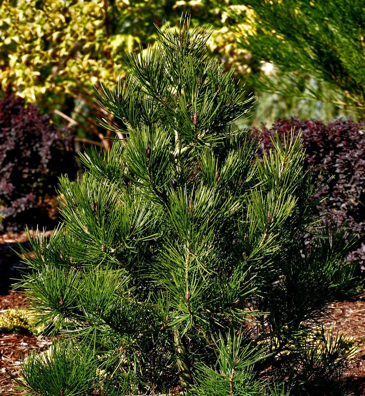 Pinus Bungeana - View 5 from www redcrocus com