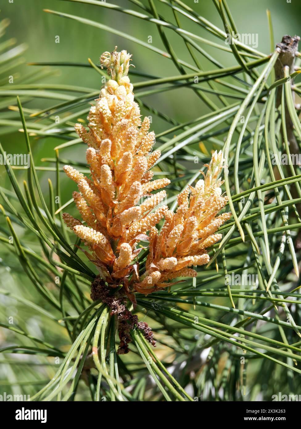 Pinus Bungeana - View 6 from www redcrocus com