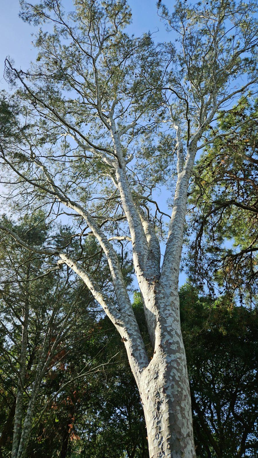 Pinus Bungeana - View 7 from www redcrocus com