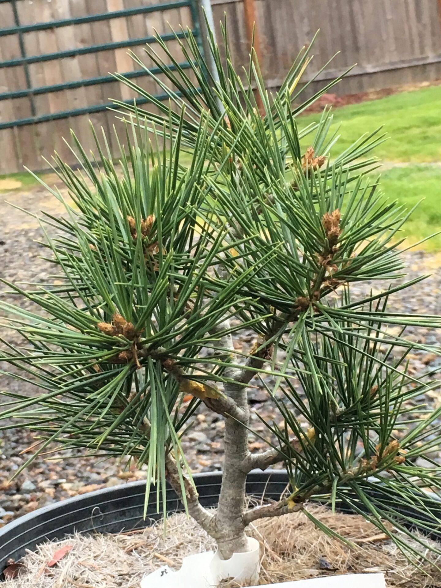 Pinus Bungeana - View 8 from www redcrocus com