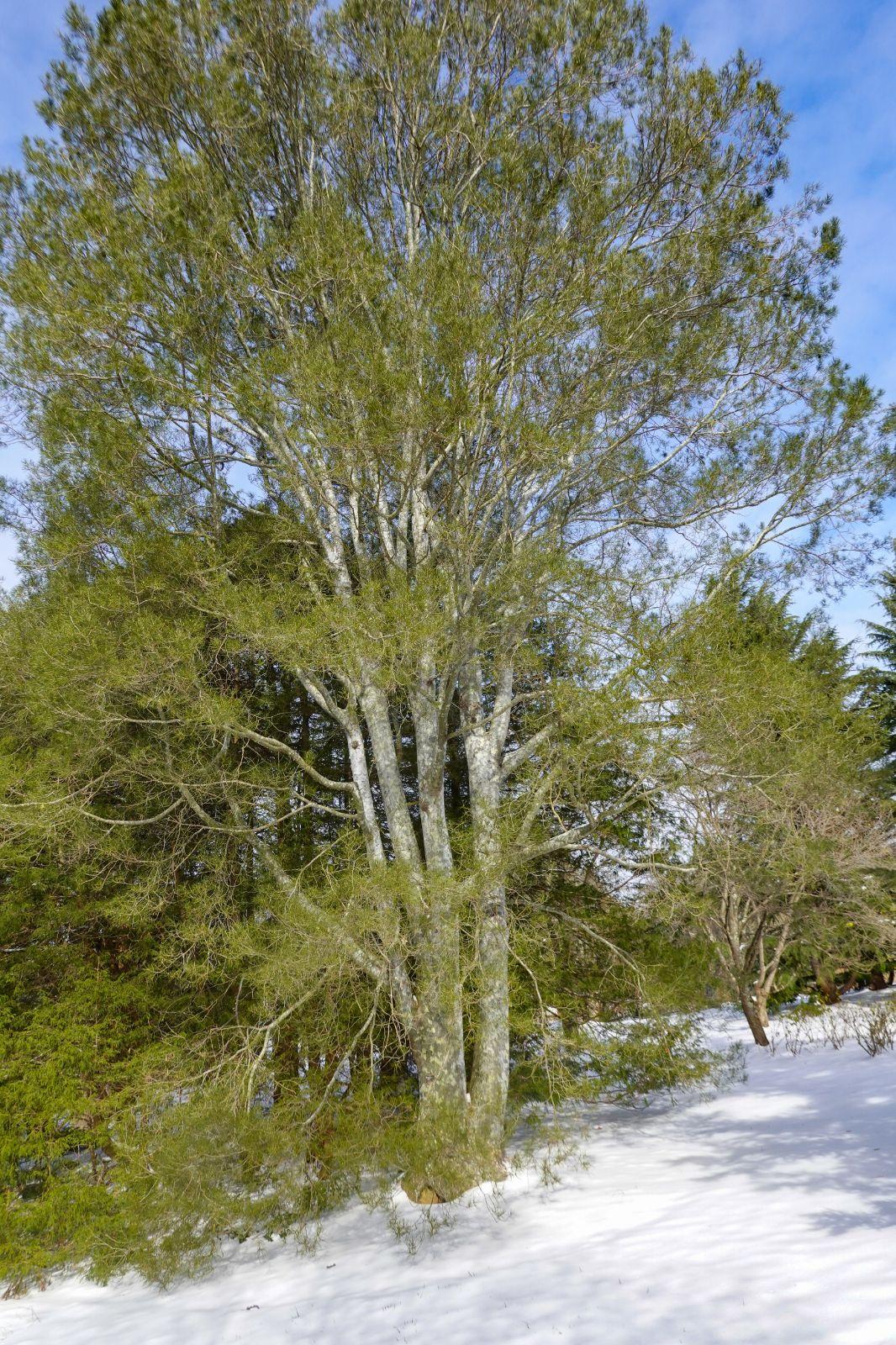 Pinus Bungeana - View 9 from www redcrocus com