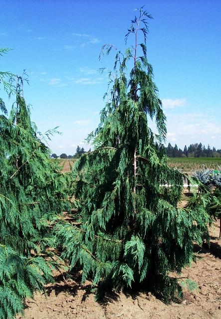 Chamaecyparis Nootkatensis Glauca Pendula - View 10 from www redcrocus com