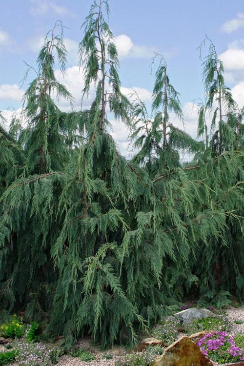 Chamaecyparis Nootkatensis Glauca Pendula - View 13 from www redcrocus com