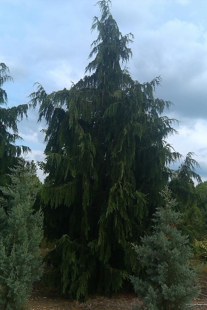 Chamaecyparis Nootkatensis Glauca Pendula - View 17 from www redcrocus com
