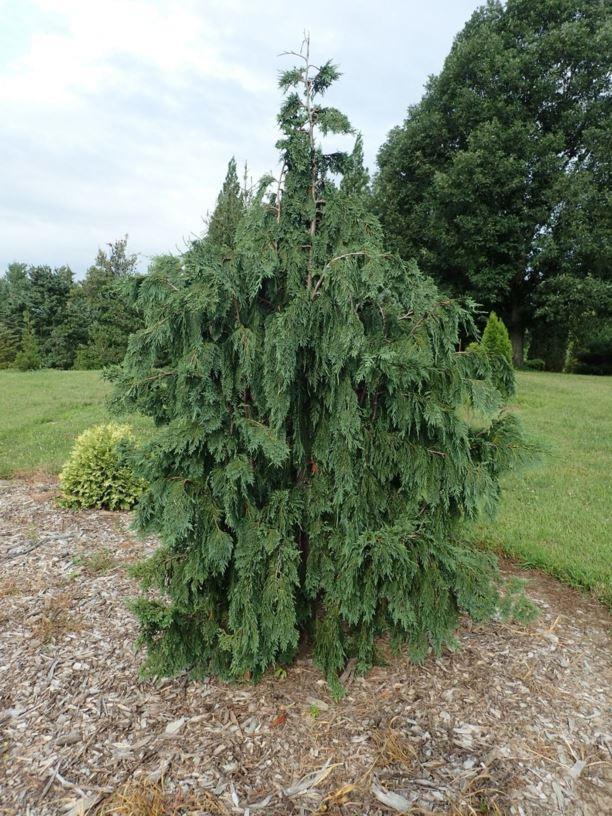 Chamaecyparis Nootkatensis Glauca Pendula - View 19 from www redcrocus com