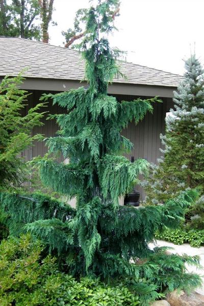 Chamaecyparis Nootkatensis Glauca Pendula - View 2 from www redcrocus com